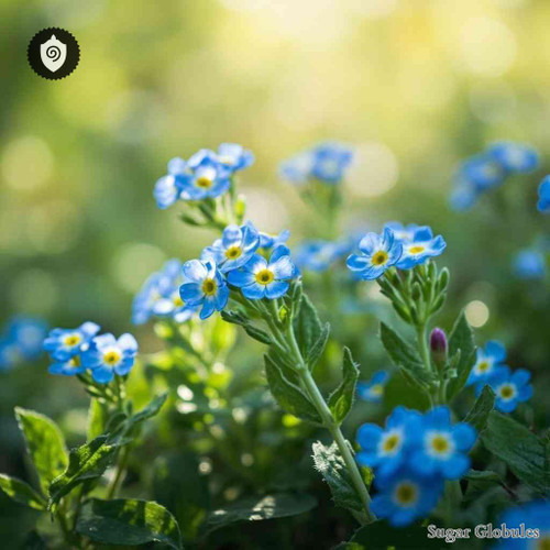 Myosotis Arvensis sugar spheres in precise orb format for energetic homeopathic (nonmedical) pellet distribution and storage