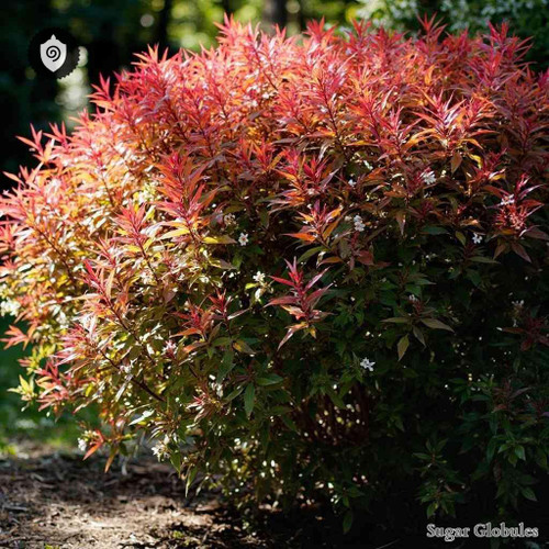 Nandina Domestica sugar spheres in orb form for energetic homeopathic (nonmedical) dry presentation and precise dosing