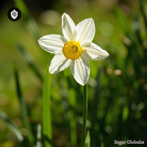 Narcissus Poeticus sugar spheres in uniform pellet format for energetic homeopathic (nonmedical) product presentation and storage