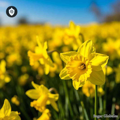 Narcissus Pseudonarcissus sugar spheres in pellet form for energetic homeopathic (nonmedical) dry-form display and storage