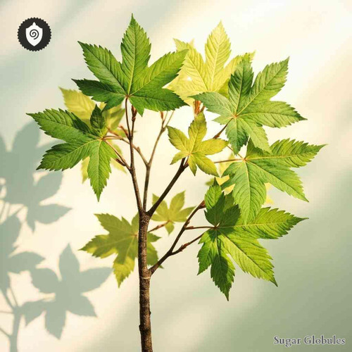 Negundo Fraxinifolium sugar spheres in compact pellet form for energetic homeopathic (nonmedical) dry-form storage and presentation