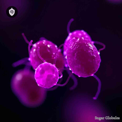 Neisseria Meningitidis sugar spheres in consistent orb format for energetic homeopathic (nonmedical) dry-form presentation