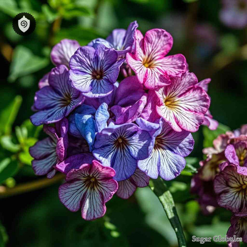 Nemesia Strumosa sugar granules in spherical format for energetic homeopathic (nonmedical) dry-form presentation and storage