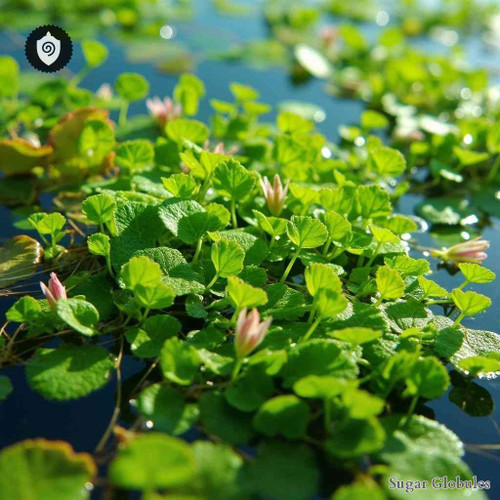 Neptunia Oleracea sugar granules in uniform orb form for energetic homeopathic (nonmedical) dry-form remedy presentation