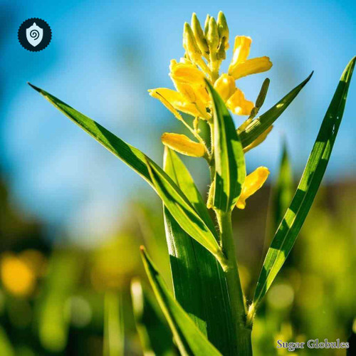 Nicotiana Glauca sugar spheres in pellet form, uniform size for energetic homeopathic (nonmedical) solid presentation and dry storage