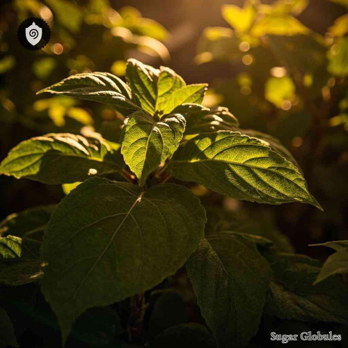 Nicotiana Tabacum - Tabacum Fermentatum sugar granules in orb form for energetic homeopathic (nonmedical) solid-form presentation