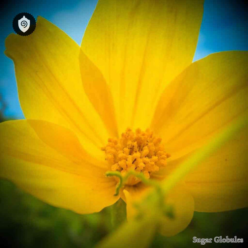 Nonea Lutea sugar spheres in uniform pellet form for energetic homeopathic (nonmedical) dry-form presentation and storage