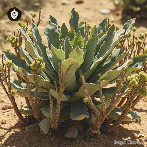 Obetia Ficifolia sugar granules in orb format for energetic homeopathic (nonmedical) dry-form presentation and storage