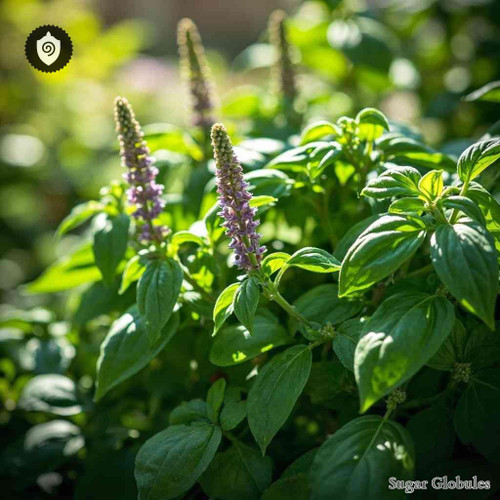 Ocimum Basilicum Ex Foliis sugar spheres in granule form, uniform presentation for energetic homeopathic (nonmedical) product listings