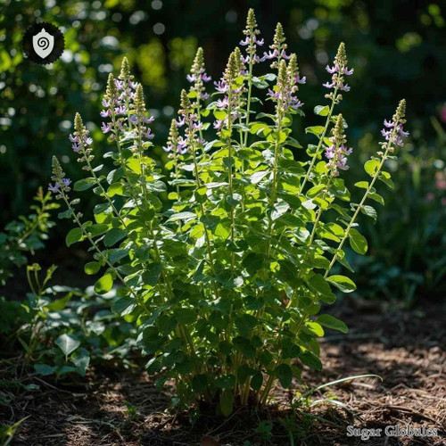 Ocimum Gratissimum sugar granules in compact orb form for energetic homeopathic (nonmedical) dry-form presentation and storage