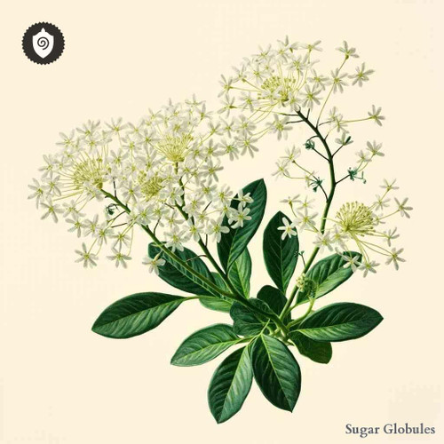 Oplia Farinosa sugar granules in orb format for energetic homeopathic (nonmedical) dry-form presentation and uniform pellet distribution