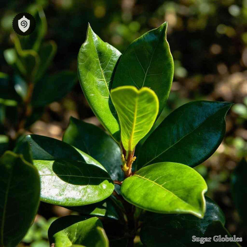 Oreodaphne Californica sugar spheres in uniform orb format for energetic homeopathic (nonmedical) dry-form presentation