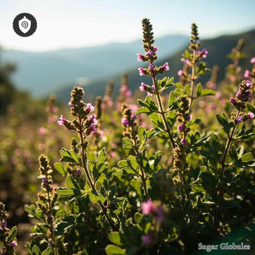 Origanum Creticum sugar orbs in pellet form for energetic homeopathic (nonmedical) dry storage and physical remedy presentation