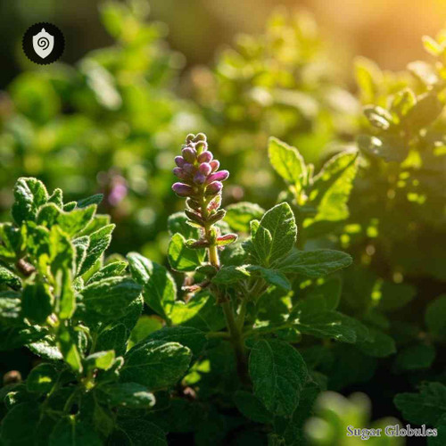 Origanum Vulgare sugar granules in uniform orb form for energetic homeopathic (nonmedical) dry-form presentation and storage