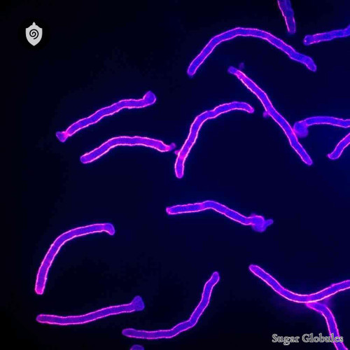Ornithobacterium Rhinotracheale sugar spheres in pellet format for energetic homeopathic (nonmedical) dry-form physical presentation