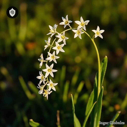 Ornithogalum Pyrenaicum sugar spheres in compact granule form for energetic homeopathic (nonmedical) dry-form presentation