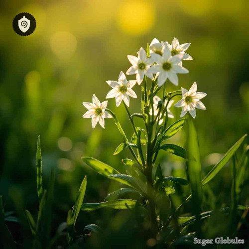 Ornithogalum Umbellatum sugar spheres in compact granular form for energetic homeopathic (nonmedical) dry-format presentation