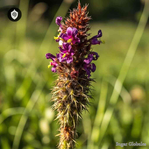 Orobanche Major sugar spheres in pellet form for energetic homeopathic (nonmedical) dry storage and physical remedy presentation