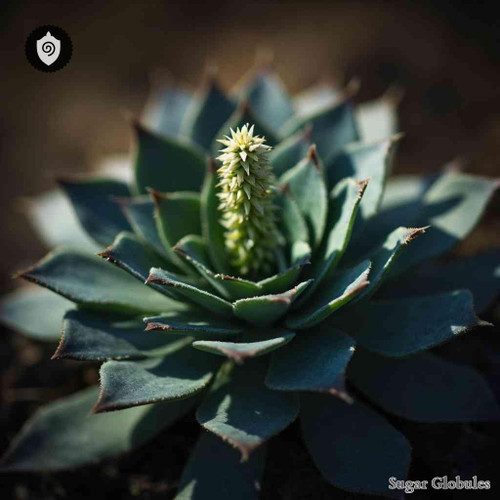 Orostachys Spinosa sugar spheres in pellet form for energetic homeopathic (nonmedical) dry-form presentation and storage