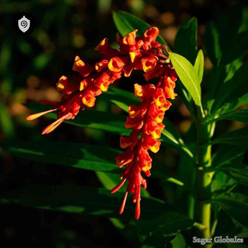 Oryctanthus Occidentalis sugar spheres in uniform spherical format for energetic homeopathic (nonmedical) dry-form presentation