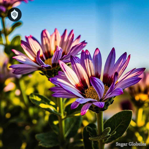 Osteospermum Ecklonis sugar granules presented in uniform spheres for energetic homeopathic (nonmedical) remedy packaging