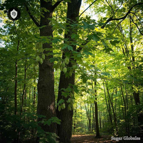 Ostrya Virginiana sugar spheres in orb format, standard size for energetic homeopathic (nonmedical) dry-form presentation