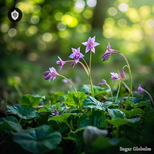 Oxalis Psoraleoides sugar spheres in dry orb format for energetic homeopathic (nonmedical) physical presentation and storage