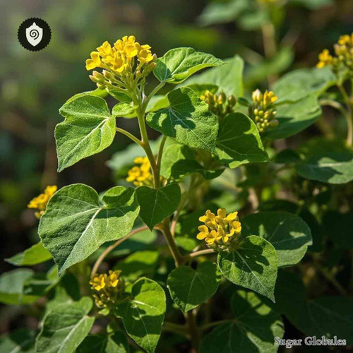 Oxalis Semiloba sugar spheres in precise orb form for energetic homeopathic (nonmedical) dry formulation and consistent pellet size