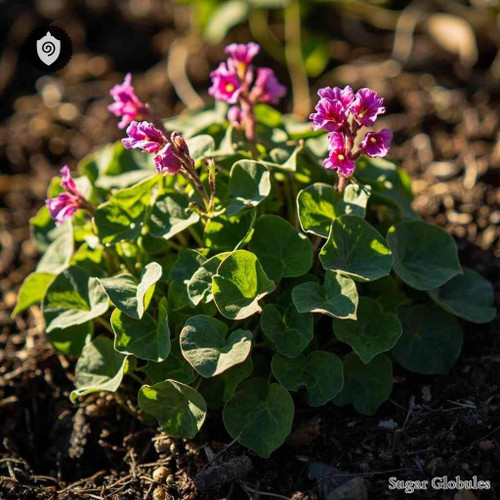 Oxalis Squamata sugar spheres in precise granule format for energetic homeopathic (nonmedical) dry-form physical presentation