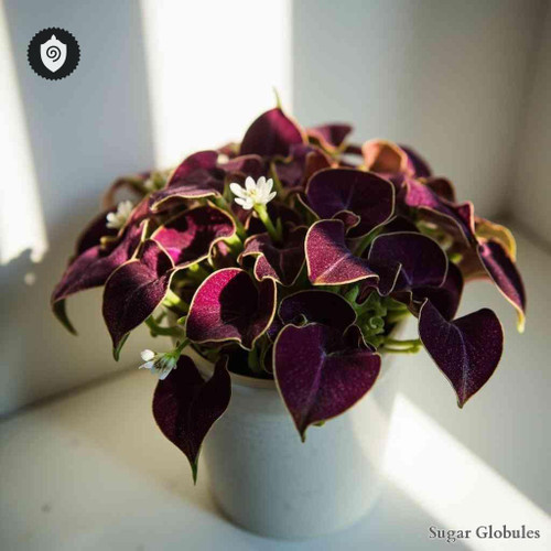 Oxalis Triangularis sugar spheres in uniform size for energetic homeopathic (nonmedical) dry-form presentation and storage