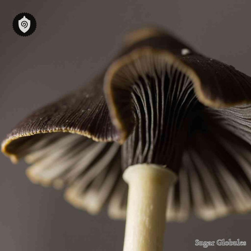 Panaeolus Campanulatus sugar spheres in orb configuration for uniform energetic homeopathic (nonmedical) dry preparation storage