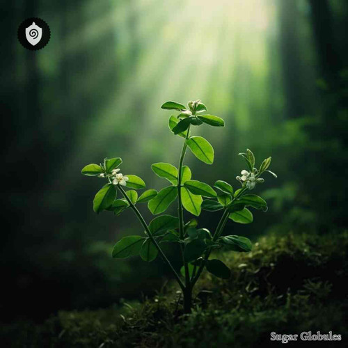 Paris Quadrifolia sugar spheres in pellet form, uniform size for energetic homeopathic (nonmedical) dry-form product presentation