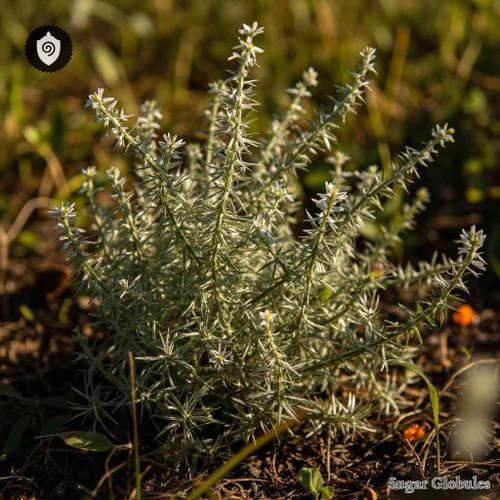 Paronychia Canariensis sugar spheres in compact orb format for energetic homeopathic (nonmedical) dry-form presentation and storage