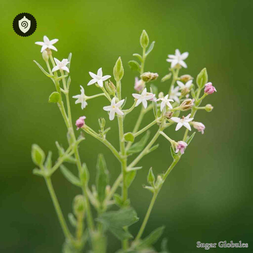 Paronychia Illecebrum sugar spheres arranged in uniform pellet form for energetic homeopathic (nonmedical) dry-form presentation