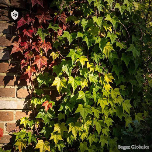 Parthenocissus Tricuspidata sugar spheres in orb format for energetic homeopathic (nonmedical) dry-form presentation and storage