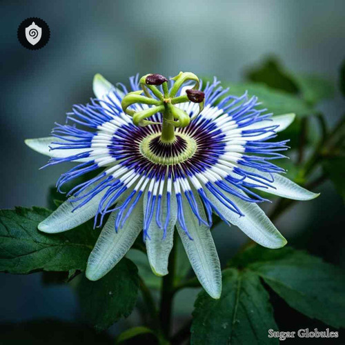 Passiflora Caerulea sugar spheres in uniform orb format for energetic homeopathic (nonmedical) physical remedy presentation