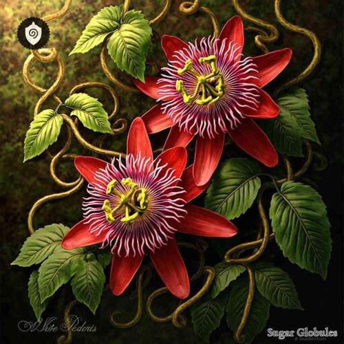 Passiflora Vitifolia sugar spheres in uniform orb form for energetic homeopathic (nonmedical) remedy packaging and dry storage