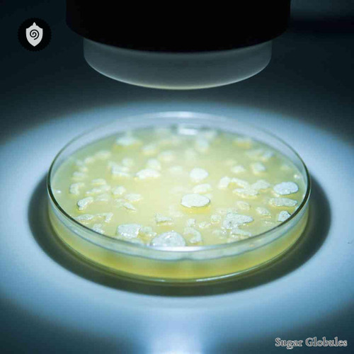Pasteurella Haemolytica sugar orbs in compact pellet form for energetic homeopathic (nonmedical) dry-form presentation