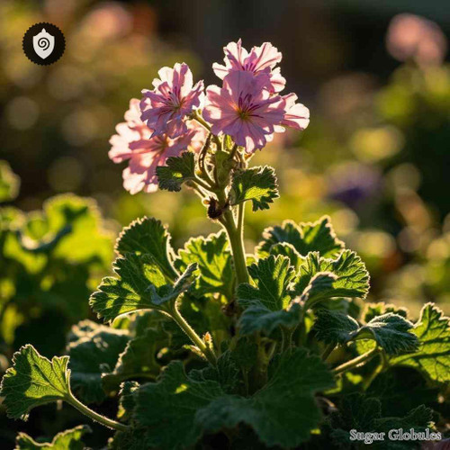 Pelargonium Capitatum sugar granules in compact orb format for energetic homeopathic (nonmedical) dry-form presentation and storage