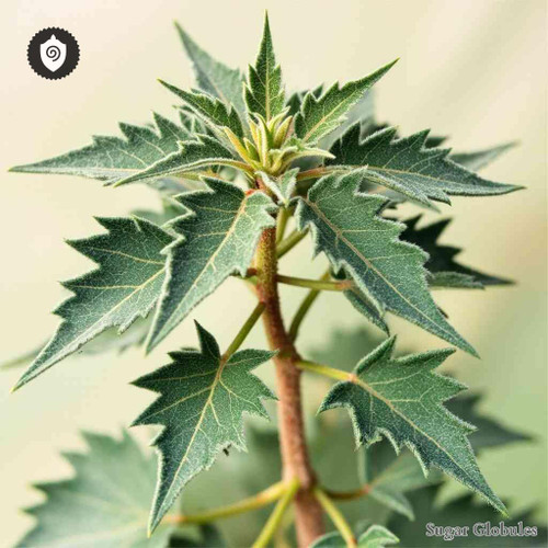 Pelargonium Echinatum sugar orbs in compact pellet form for energetic homeopathic (nonmedical) dry-format presentation