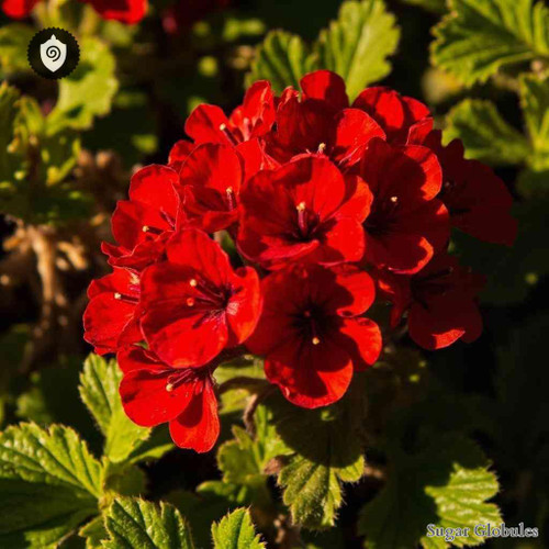 Pelargonium Inquinans sugar spheres in compact orb format for energetic homeopathic (nonmedical) product presentation and storage