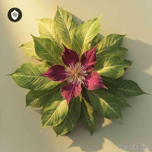 Peltaria Turkmena sugar spheres in precise orb format for energetic homeopathic (nonmedical) dry-form presentations