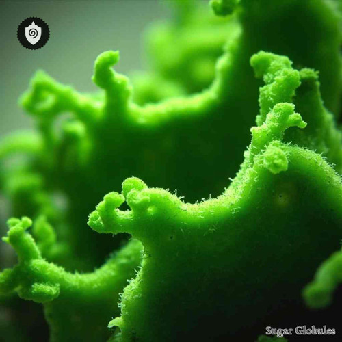 Penicillium Glabrum sugar spheres in compact pellet format for energetic homeopathic (nonmedical) dry-form presentation and storage