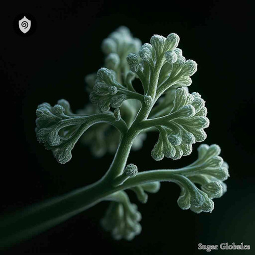 Penicillium Griseum sugar spheres in compact orb form for energetic homeopathic (nonmedical) dry presentation and uniform dosing