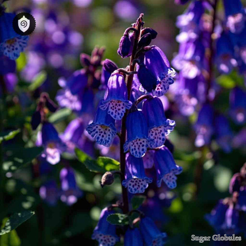 Penstemon Ovatus sugar spheres in compact orb format for energetic homeopathic (nonmedical) physical product presentation