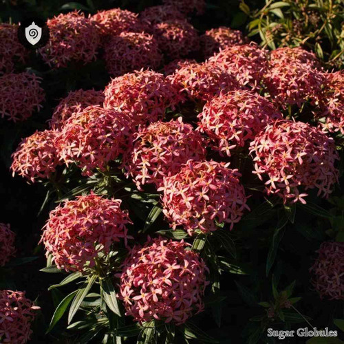 Pentas Lanceolata sugar spheres in precise orb format for energetic homeopathic (nonmedical) dry storage and presentation