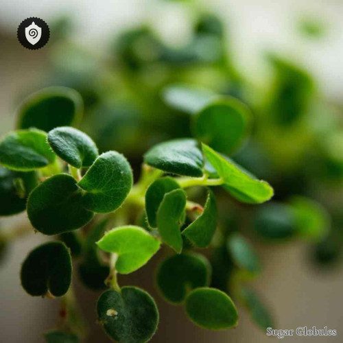 Peperomia Claytonioides sugar spheres in consistent orb form for energetic homeopathic (nonmedical) physical remedy presentation