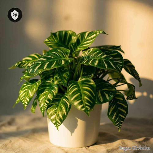 Peperomia Cuspidilimba sugar spheres in orb form for energetic homeopathic (nonmedical) dry storage and physical presentation