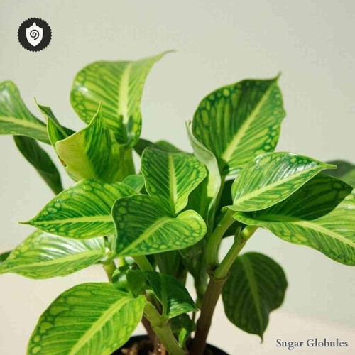 Peperomia Hernandiifolia sugar spheres in uniform pellet form for energetic homeopathic (nonmedical) product presentation