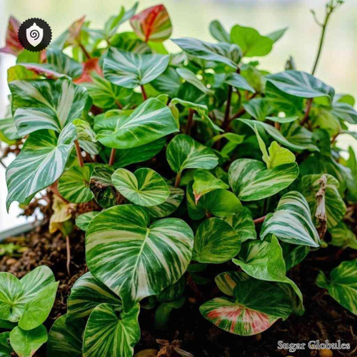 Peperomia Trifolia sugar spheres in precise orb format for energetic homeopathic (nonmedical) dry-form presentation and storage